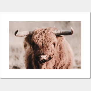Scottish Highlander Portrait | Scottish Highlander Photography | Scottish Highlander Fine Art Print Posters and Art